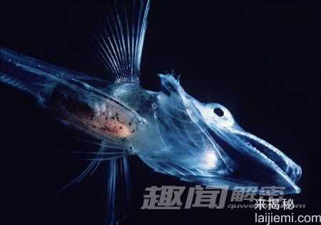 神奇的透明鱼 黄河发现透明鱼32 / 作者:UFO来啦 / 帖子ID:65289
