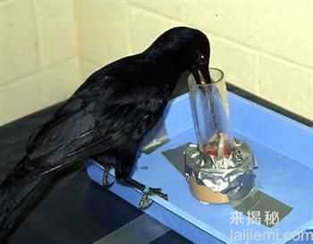 全球高智商动物：猪与黑猩猩不相上下463 / 作者:UFO来啦 / 帖子ID:62231