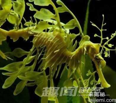 盘点：动物界最出名的八大伪装大师410 / 作者:UFO来啦 / 帖子ID:65223