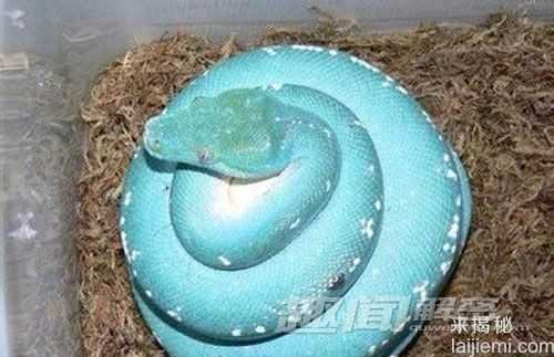 七种大自然著名毒蛇：美丽的死亡使者797 / 作者:UFO来啦 / 帖子ID:61343