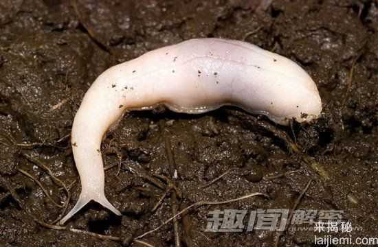 自然界中十大令人毛骨悚然的昆虫920 / 作者:UFO来啦 / 帖子ID:65594
