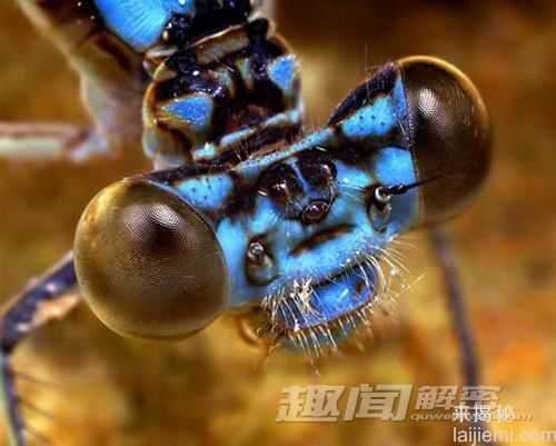 世界十大奇特昆虫 田鳖肛门喷射恶心液体613 / 作者:UFO来啦 / 帖子ID:61734