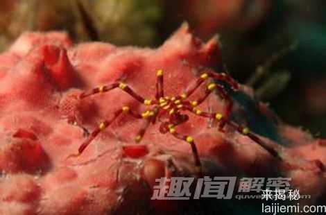 奇特身体构造:海蜘蛛生殖器竟然长在腿上590 / 作者:UFO外星人爱好者 / 帖子ID:60665 奇特身体构造:海蜘蛛生殖器竟然长在腿上590 / 作者:UFO外星人爱好者 / 帖子ID:60665