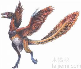 史上首只鸟类形成之谜：神秘的始祖鸟981 / 作者:UFO来啦 / 帖子ID:62782