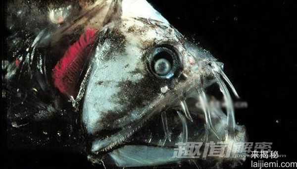 十大最恐怖的海底&amp;quot;怪物&amp;quot;：海蛾鱼锋利巨齿783 / 作者:UFO来啦 / 帖子ID:62368