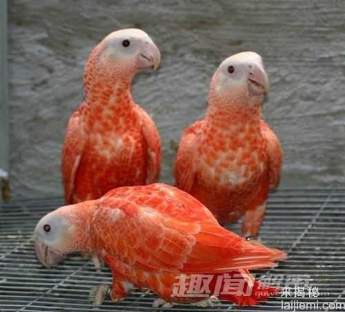 黄色龙虾你见过吗？盘点罕见变异怪兽879 / 作者:UFO来啦 / 帖子ID:66256