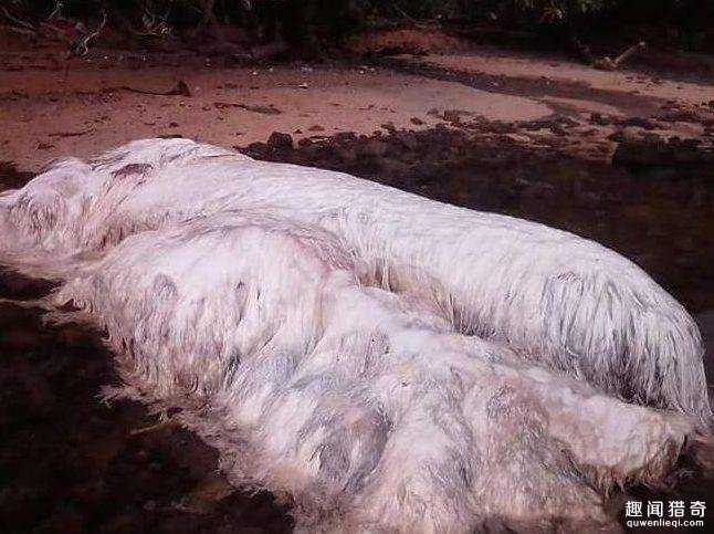 地震之后 菲律宾海滩出现不明白色巨型“怪物”614 / 作者:UFO外星人爱好者 / 帖子ID:58428