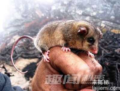 惊奇发现！灭绝生物惊奇复活197 / 作者:UFO来啦 / 帖子ID:63819