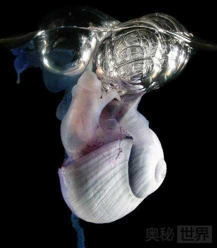 奇特蜗牛自制气泡筏在海中冲浪695 / 作者:UFO来啦 / 帖子ID:63455