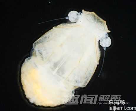 澳大利亚地下发现九种新物种 地下蜗牛554 / 作者:UFO来啦 / 帖子ID:64769