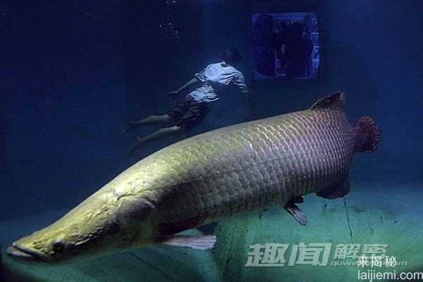 盘点：九大巨无霸淡水鱼964 / 作者:UFO来啦 / 帖子ID:65212
