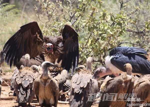揭秘最毒动物：箭毒蛙可杀死10个成年男子342 / 作者:UFO来啦 / 帖子ID:63990