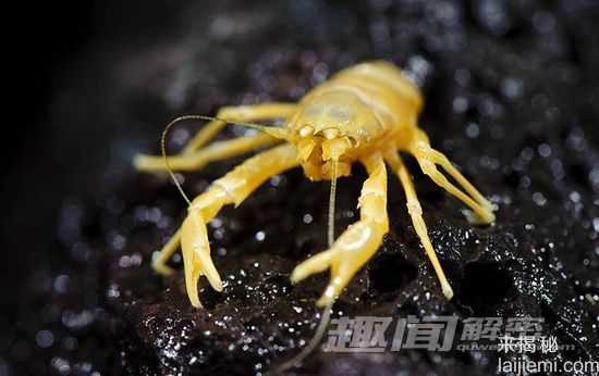 11种奇特的盲动物：盲螯虾寿命超176年225 / 作者:UFO来啦 / 帖子ID:61110