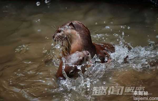 摄影师抓拍：水獭领地争夺拳击战！913 / 作者:UFO来啦 / 帖子ID:64053
