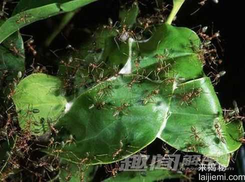 蚂蚁为什么总是不停的搬运食物？789 / 作者:UFO来啦 / 帖子ID:65713