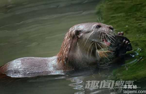 摄影师抓拍：水獭领地争夺拳击战！393 / 作者:UFO来啦 / 帖子ID:64053