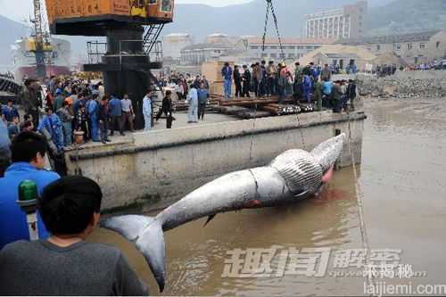 盘点全球人类捕获的巨型大鱼630 / 作者:UFO来啦 / 帖子ID:65094