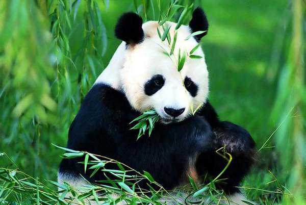 大熊猫吃肉吗？大熊猫为什么喜欢吃竹子？824 / 作者:UFO外星人爱好者 / 帖子ID:60519