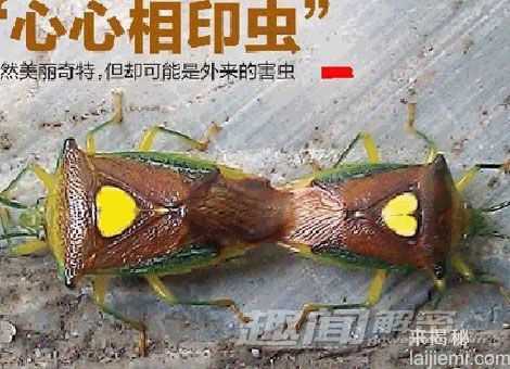 “心心相印”虫：昆虫也会秀恩爱（图）272 / 作者:UFO来啦 / 帖子ID:61245