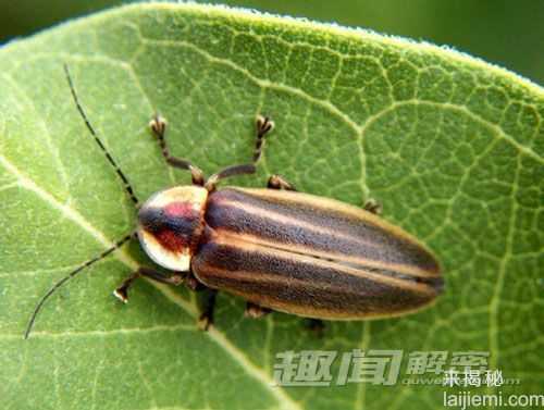 自然界十大“变态”杀手 蠕虫会控制大脑717 / 作者:UFO来啦 / 帖子ID:65597