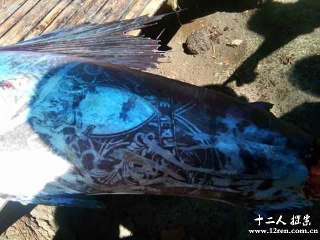 渔民捕获满身文身的大鱼 刺身清晰可见164 / 作者:UFO外星人爱好者 / 帖子ID:58483
