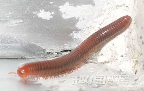 10种听起来无趣但却天赋异禀的生物931 / 作者:UFO来啦 / 帖子ID:61129