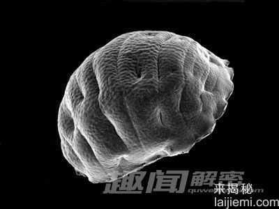 惊奇：外太空环境都杀不死的水熊745 / 作者:UFO来啦 / 帖子ID:63820