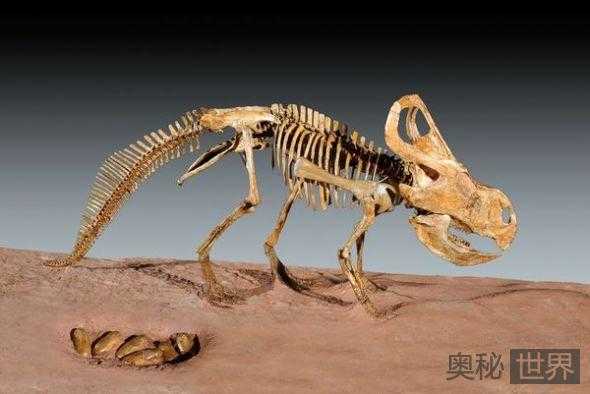 蒙古发现白垩纪巨大安氏原角龙巢穴553 / 作者:UFO来啦 / 帖子ID:65691