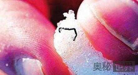 极地冰虫：地球上唯一冻不死的动物629 / 作者:UFO来啦 / 帖子ID:64420