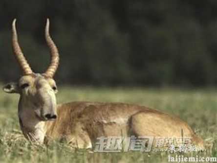 无奇不有！盘点地球上最奇特的十种生物972 / 作者:UFO来啦 / 帖子ID:64101