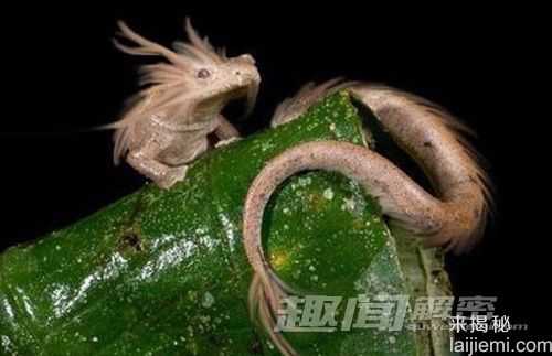 惊！西方传说中的中国龙竟真的存在837 / 作者:UFO来啦 / 帖子ID:63825