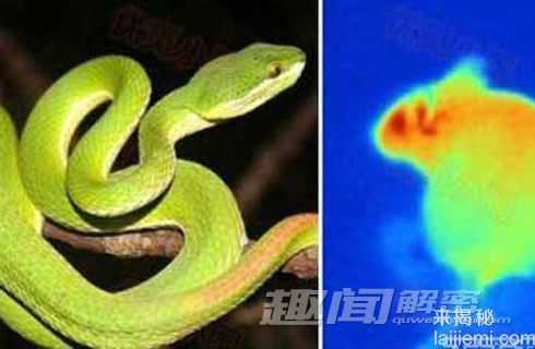 盘点：世界上八大有特异功能的动物912 / 作者:UFO外星人爱好者 / 帖子ID:60601