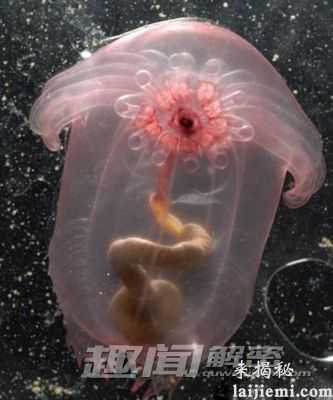 神奇！科学家在大西洋底部发现“小飞象”633 / 作者:UFO来啦 / 帖子ID:65292