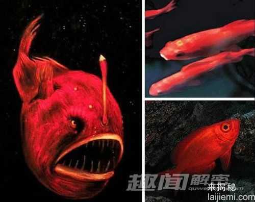 惊艳！盘点自然界十大罕见的红色动物680 / 作者:UFO来啦 / 帖子ID:63818