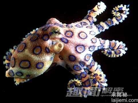 最毒的动物排行榜 第一竟然是蚊子！982 / 作者:UFO来啦 / 帖子ID:64228