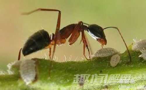 奇特蚂蚁首尾相连，共同托运大型猎物509 / 作者:UFO来啦 / 帖子ID:63456