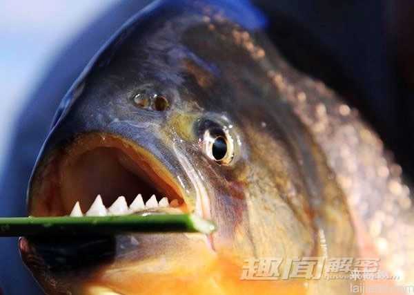 揭秘最毒动物：箭毒蛙可杀死10个成年男子277 / 作者:UFO来啦 / 帖子ID:63990
