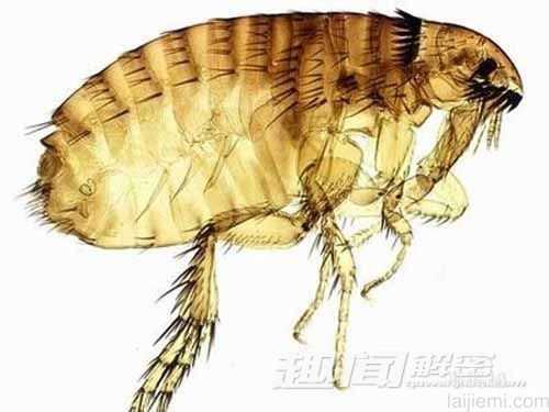 微观世界中的寄生虫酷似外星生物575 / 作者:UFO来啦 / 帖子ID:61043