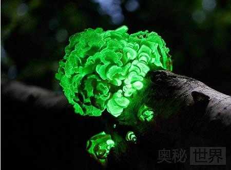 世界上十大会发光的奇妙生物360 / 作者:UFO来啦 / 帖子ID:61558