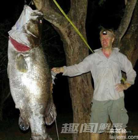 盘点：自然界震撼世人的十大巨型动物883 / 作者:UFO来啦 / 帖子ID:65241