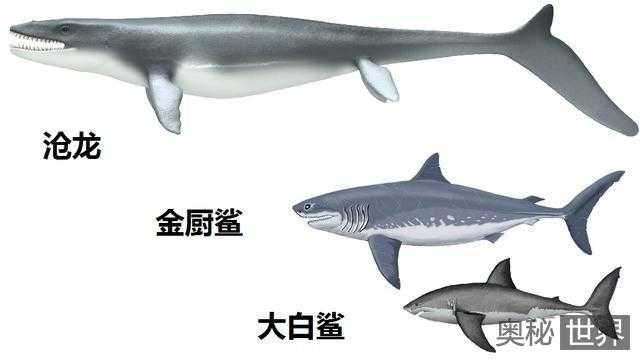 沧龙VS上龙哪个厉害?上龙和沧龙哪个大?219 / 作者:UFO爱好者 / 帖子ID:66673 沧龙VS上龙哪个厉害?上龙和沧龙哪个大?219 / 作者:UFO爱好者 / 帖子ID:66673