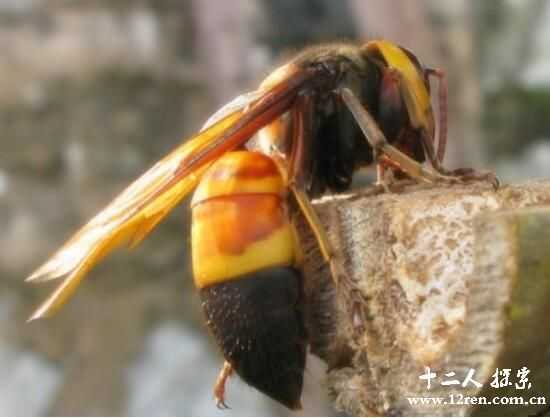 中国体形最大的虎头蜂，中国大虎头蜂毒性超强蛰死人532 / 作者:UFO来啦 / 帖子ID:61718