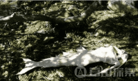 世界十大奇异生物 不是一般的恶心45 / 作者:UFO来啦 / 帖子ID:61709