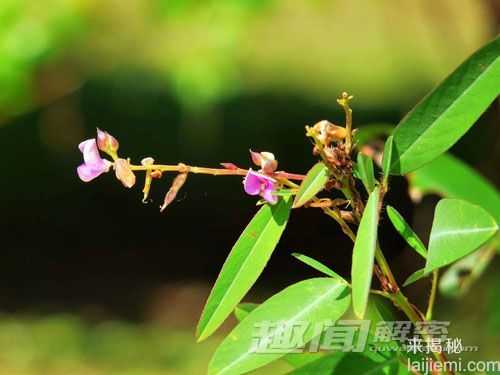 揭秘将绝迹的珍稀植物跳舞草为什么会跳舞664 / 作者:UFO来啦 / 帖子ID:63977