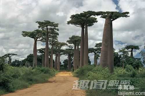 揭植物会动的秘密 仙人掌竟会随风“走动”？649 / 作者:UFO来啦 / 帖子ID:63933