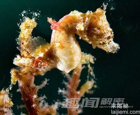 世上最小的脊椎动物-五种微型海马(组图)326 / 作者:UFO来啦 / 帖子ID:61353