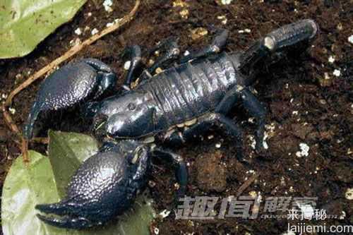 骇人听闻！盘点世界上最毒的动物863 / 作者:UFO来啦 / 帖子ID:66186