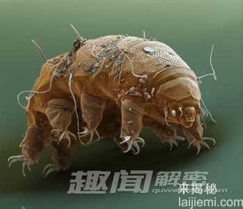 惊奇：外太空环境都杀不死的水熊96 / 作者:UFO来啦 / 帖子ID:63820