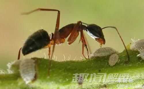 九种神奇动物自卫绝招：自卫机制各有奇特之处156 / 作者:UFO来啦 / 帖子ID:61979