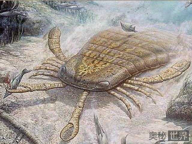 鲜为人知的十大远古超级生物254 / 作者:UFO来啦 / 帖子ID:66228